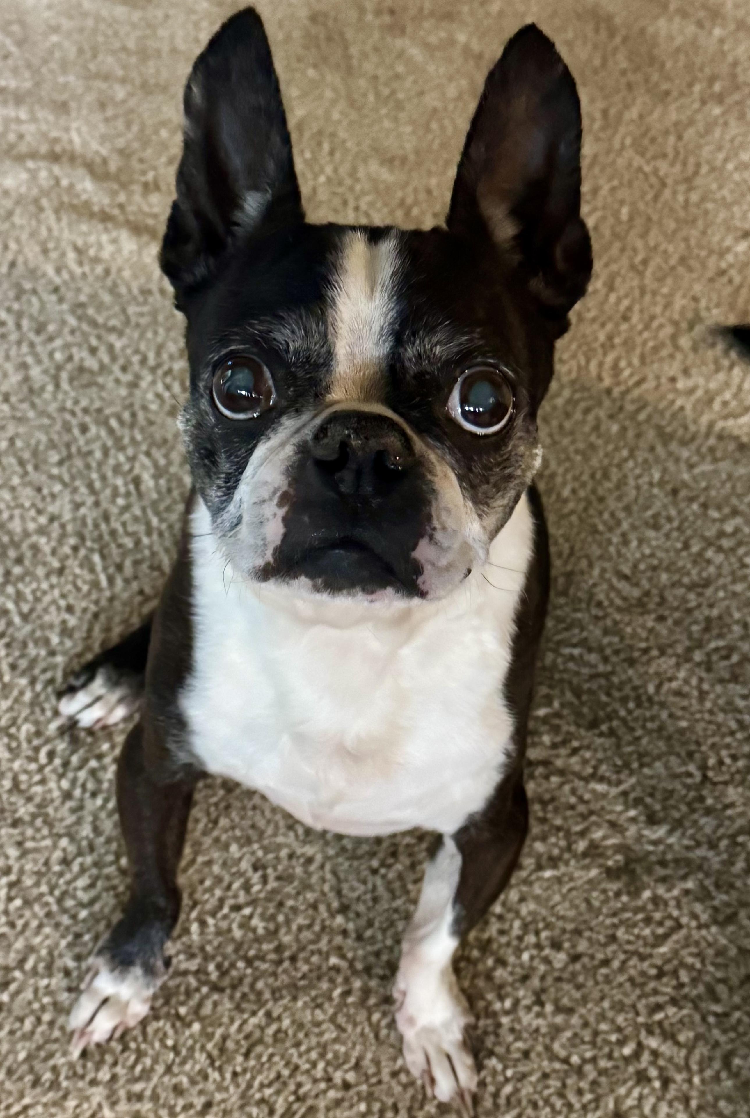 Enlarge Titus, a Adoptable Boston Terrier in Seattle, WA image 3/5