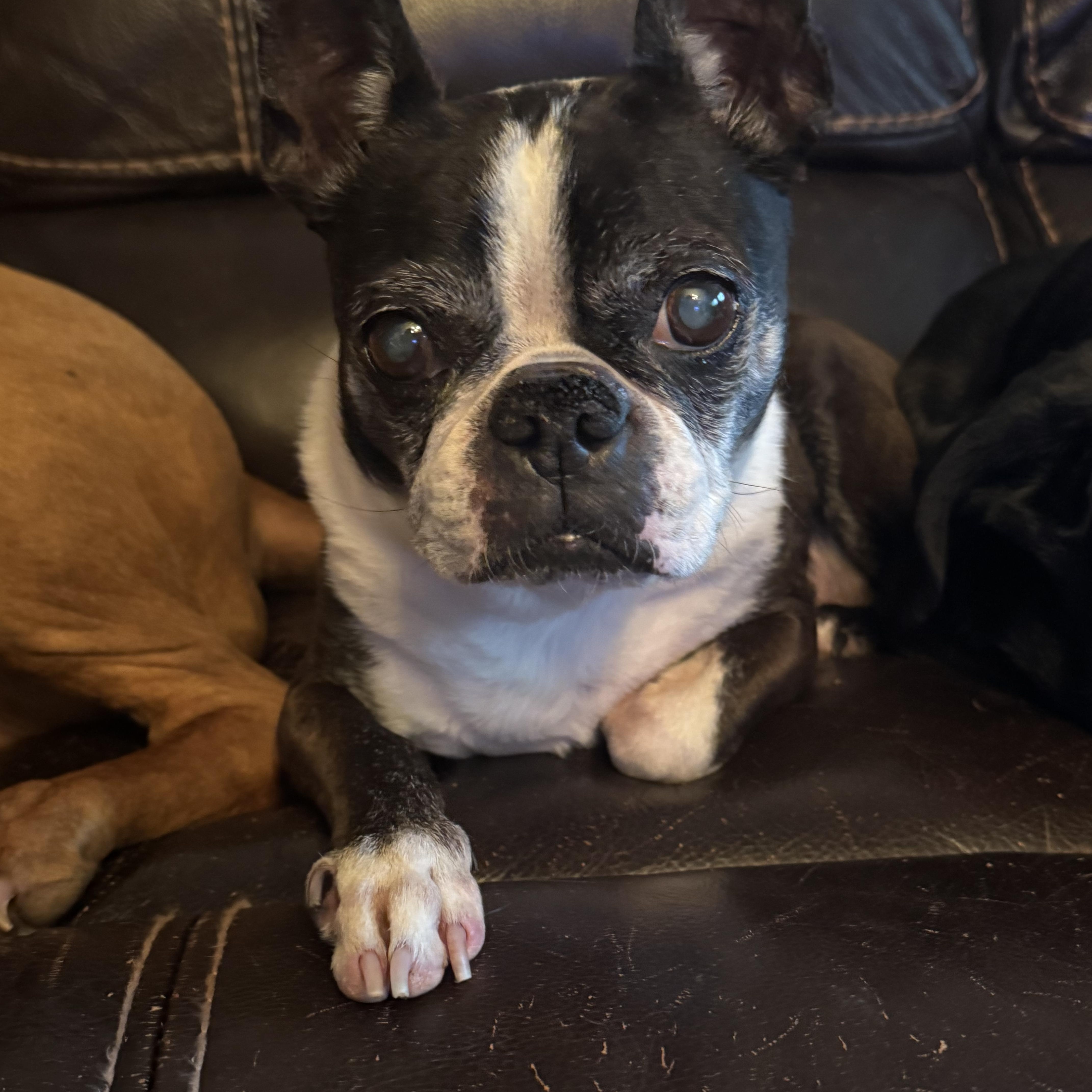 Enlarge Titus, a Adoptable Boston Terrier in Seattle, WA image 1/5