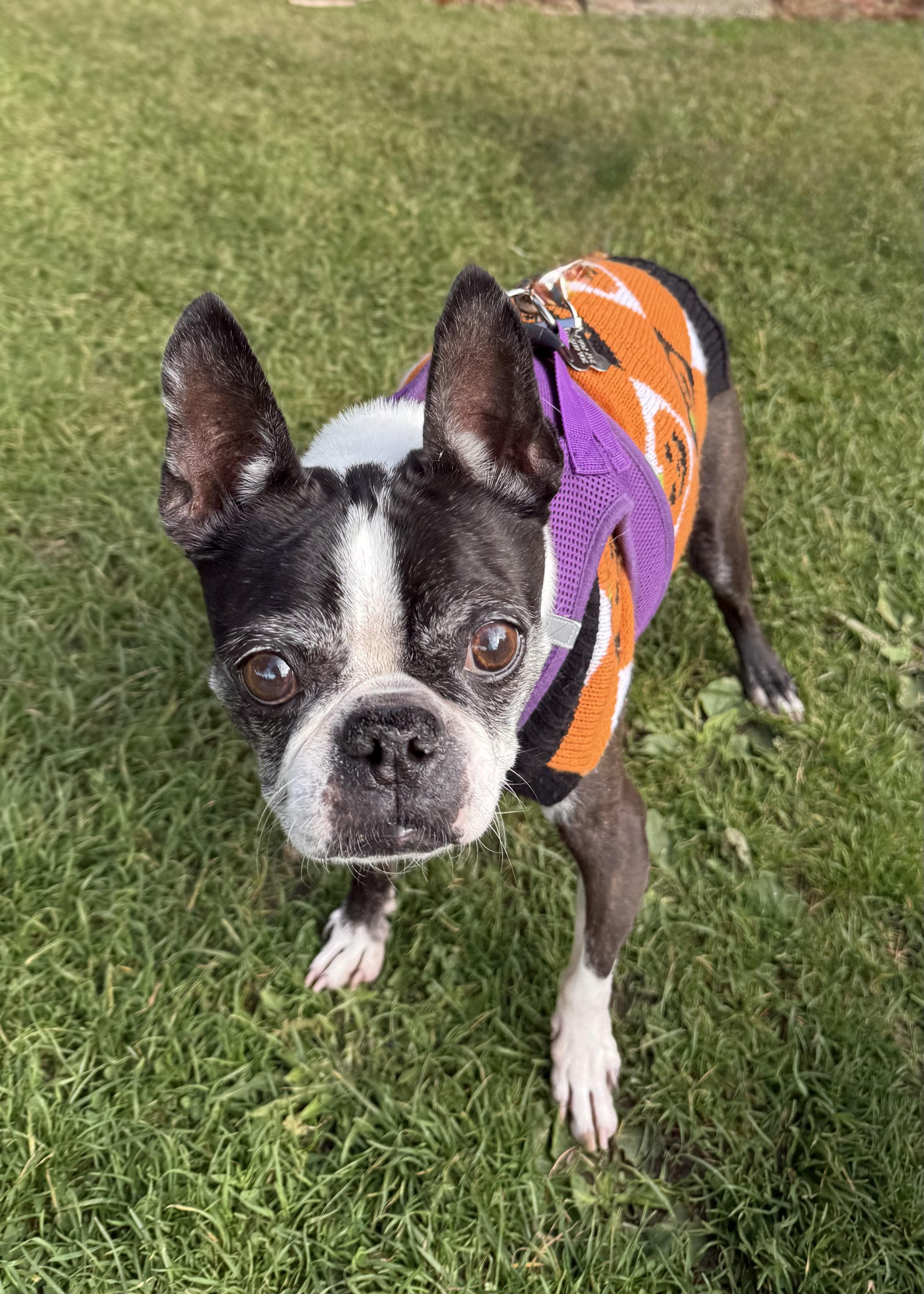 Enlarge Titus, a Adoptable Boston Terrier in Seattle, WA image 4/5