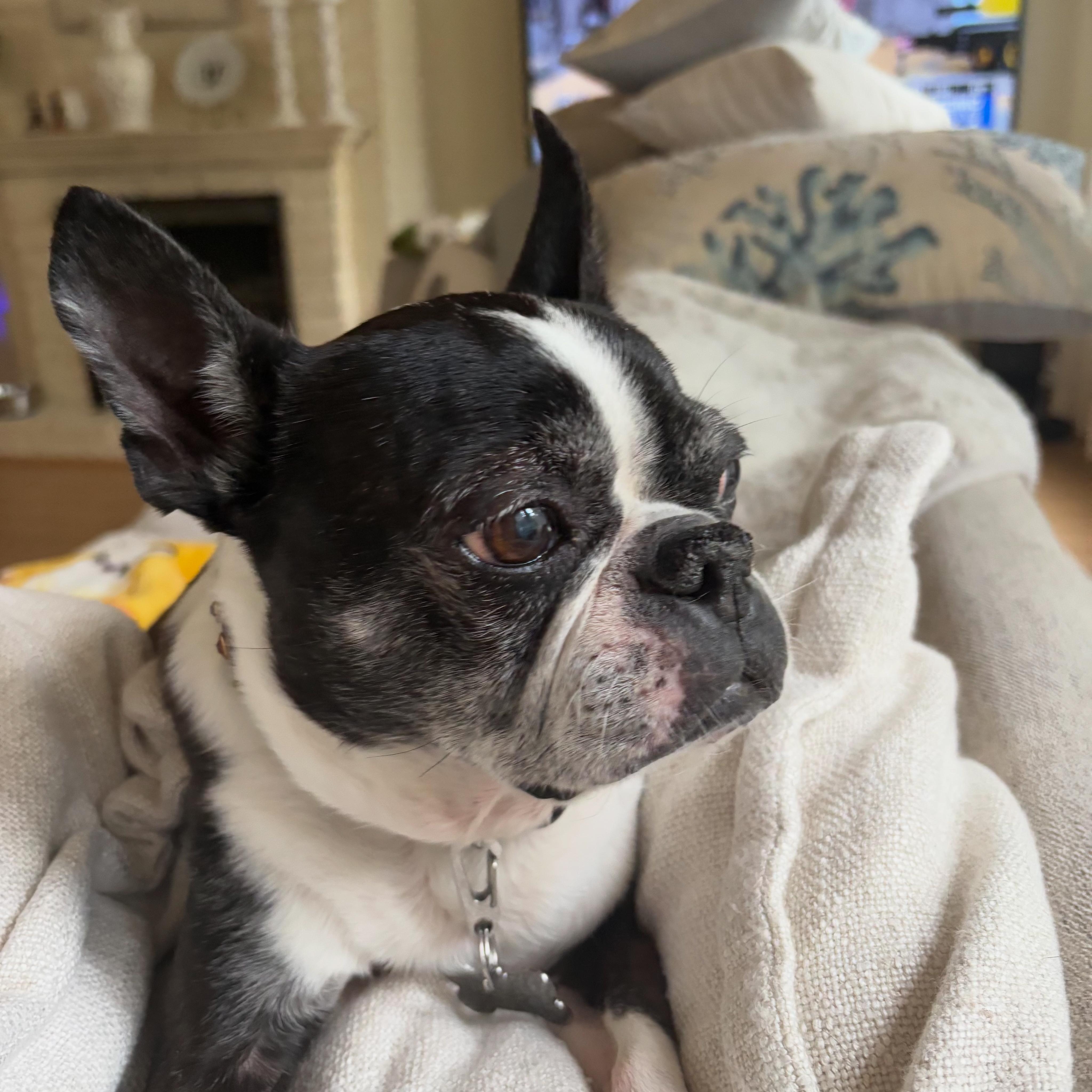 Enlarge Titus, a Adoptable Boston Terrier in Seattle, WA image 5/5