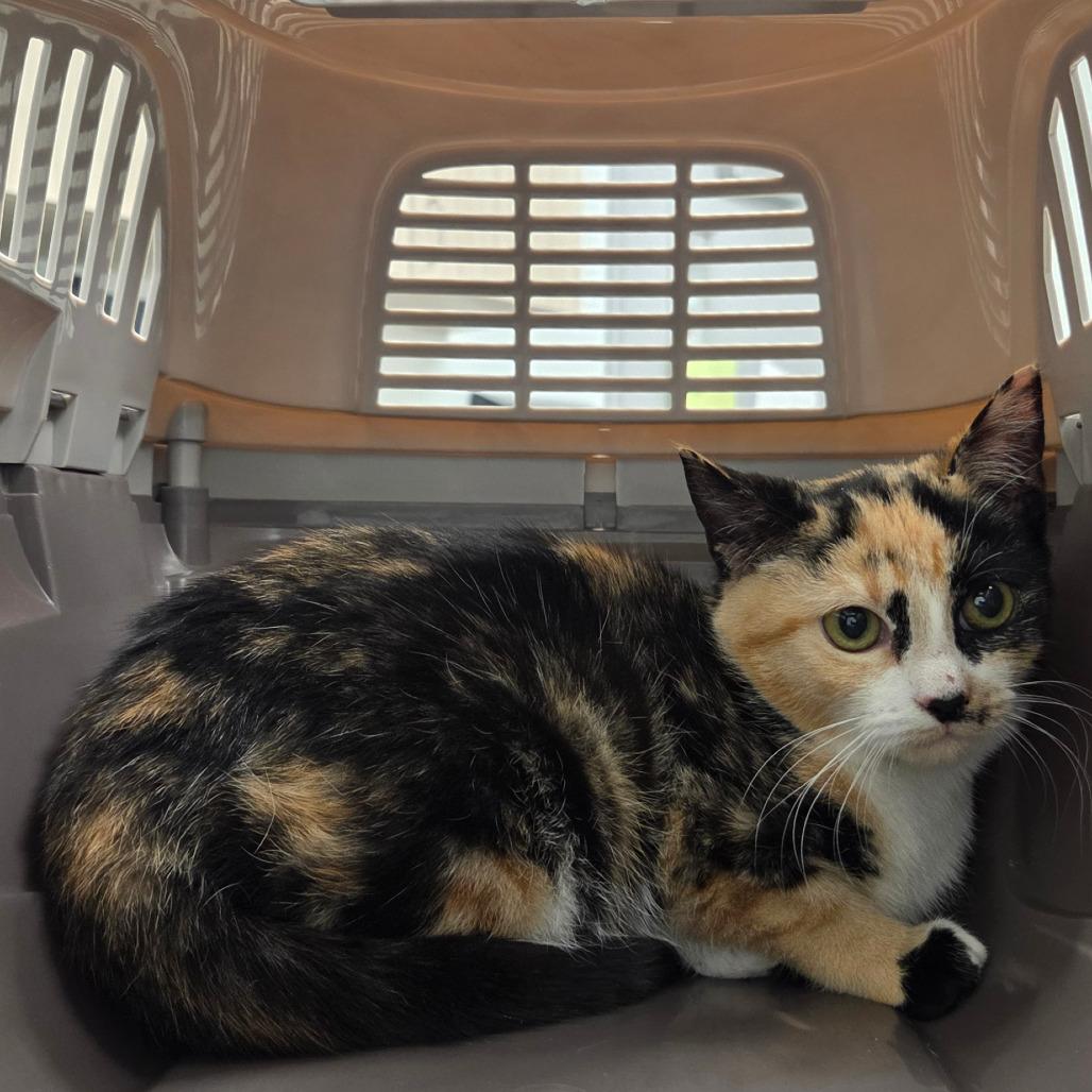 Enlarge Callie, a Adoptable Domestic Short Hair in Chattanooga, TN image 1/3