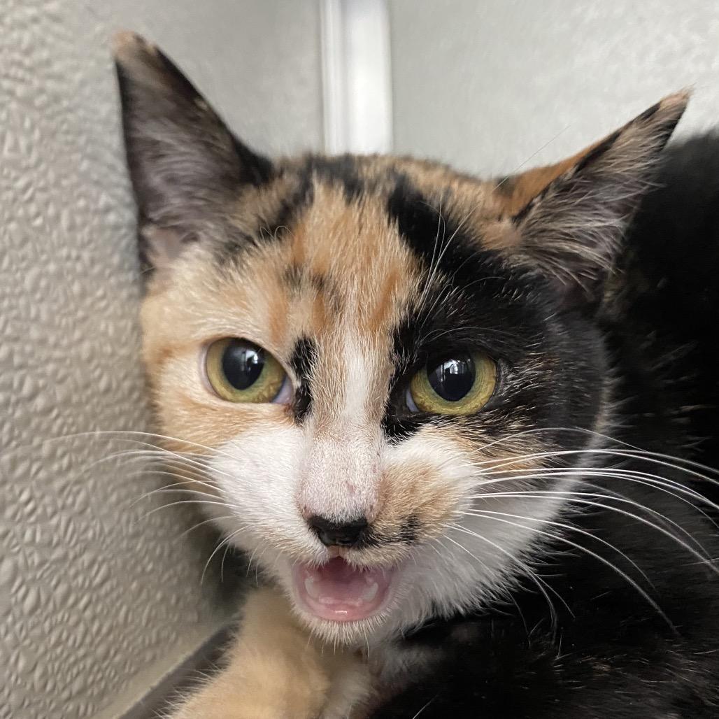 Enlarge Callie, a Adoptable Domestic Short Hair in Chattanooga, TN image 2/3