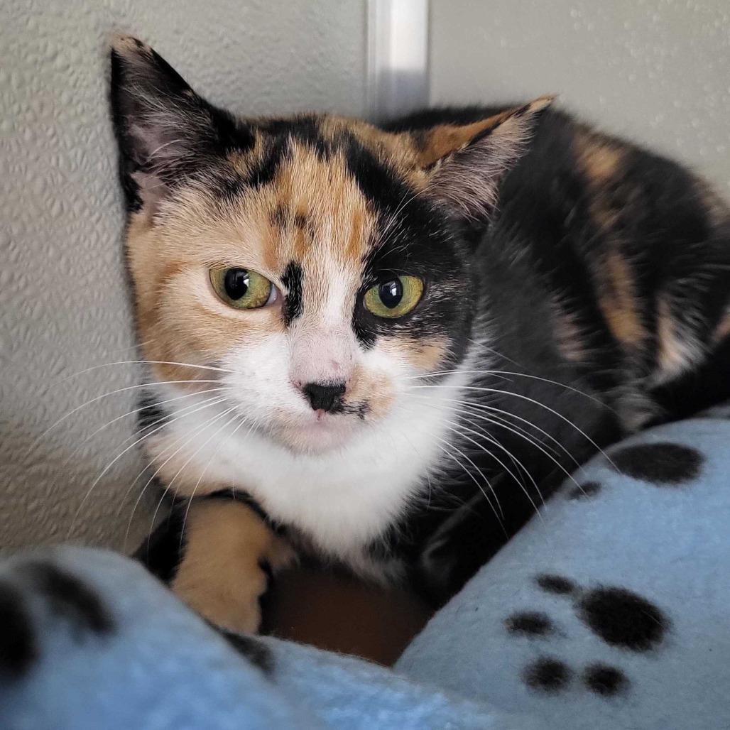 Enlarge Callie, a Adoptable Domestic Short Hair in Chattanooga, TN image 3/3