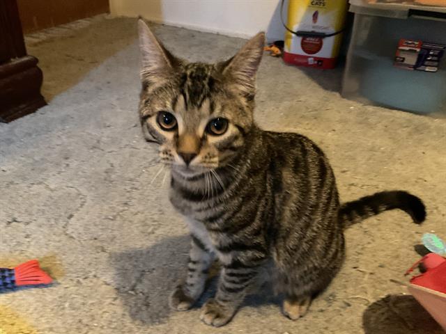 SPOOKY, Adoptable, Young Male Domestic Short Hair & Domestic Short Hair.