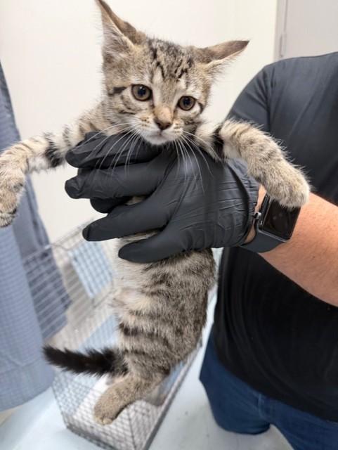 SPOOKY, Adoptable, Kitten Male Domestic Short Hair & Domestic Short Hair.