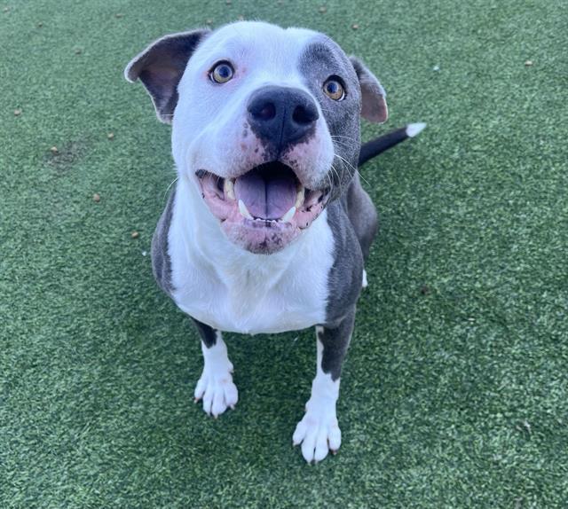 Enlarge WOOF-LOR, a Adoptable mixed breed in Grand Prairie, TX image 1/1