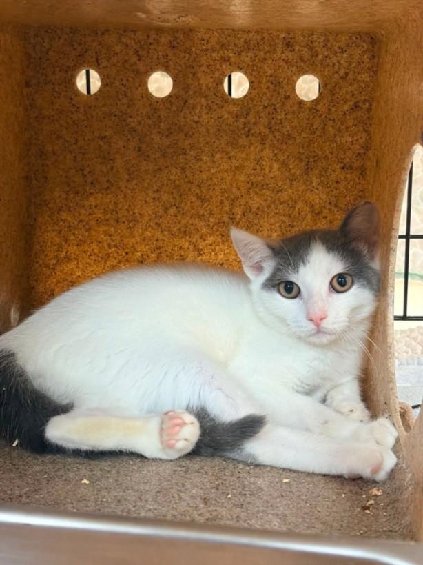 Enlarge EDEN, a Adoptable Domestic Short Hair in Hagerstown, MD image 1/1