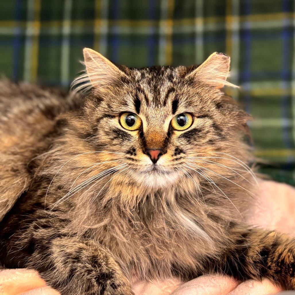 Priss, Adoptable, Young Female Domestic Long Hair.