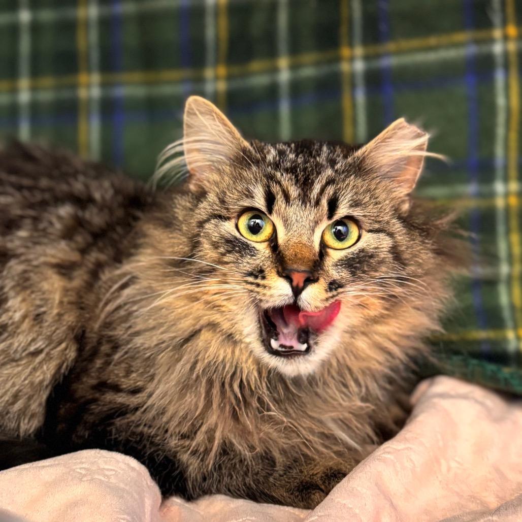 Enlarge Priss, a Adoptable Domestic Long Hair in Nashville, IN image 2/5