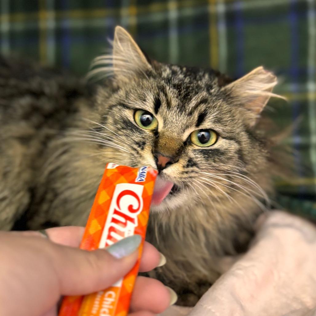 Enlarge Priss, a Adoptable Domestic Long Hair in Nashville, IN image 3/5