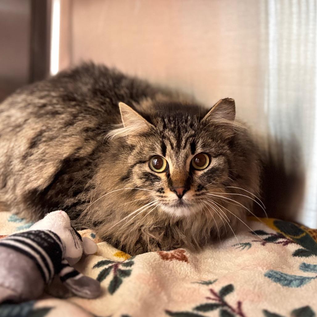 Enlarge Priss, a Adoptable Domestic Long Hair in Nashville, IN image 1/1
