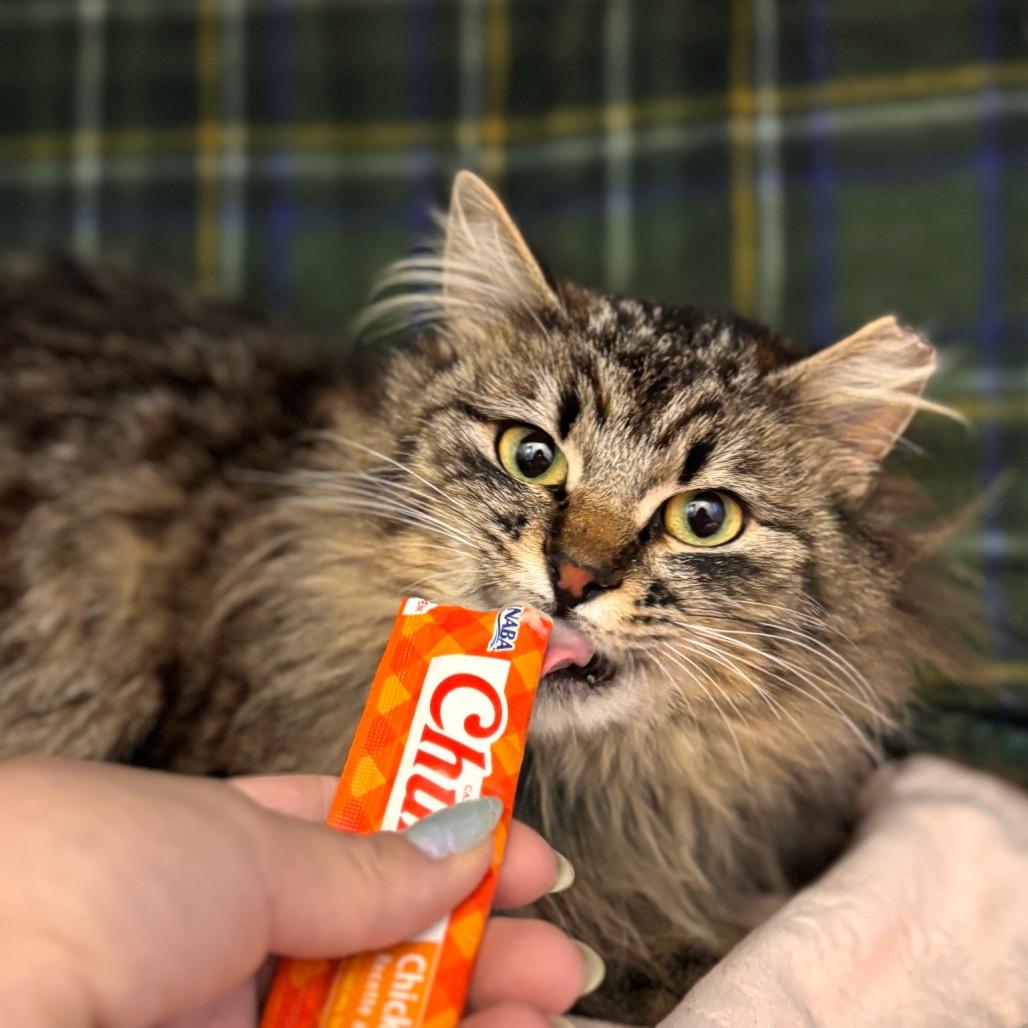 Enlarge Priss, a Adoptable Domestic Long Hair in Nashville, IN image 4/5