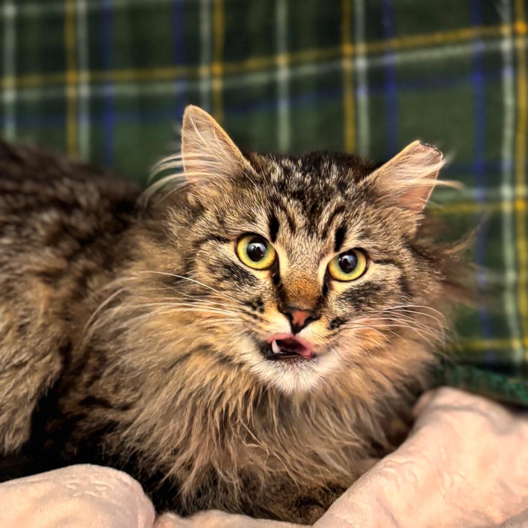 Enlarge Priss, a Adoptable Domestic Long Hair in Nashville, IN image 5/5