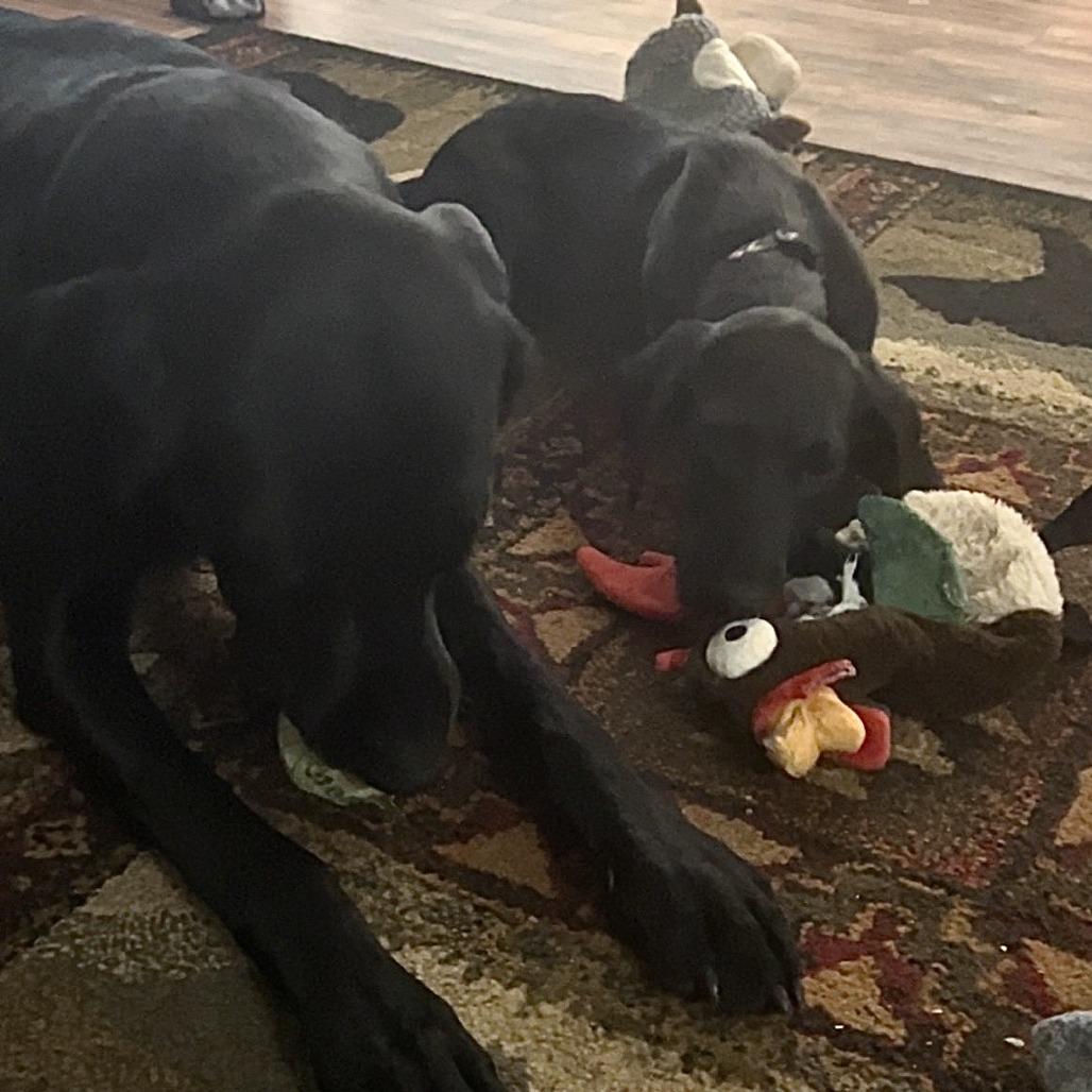 Elia D71167, Adoptable, Puppy Female Black Labrador Retriever & Poodle.