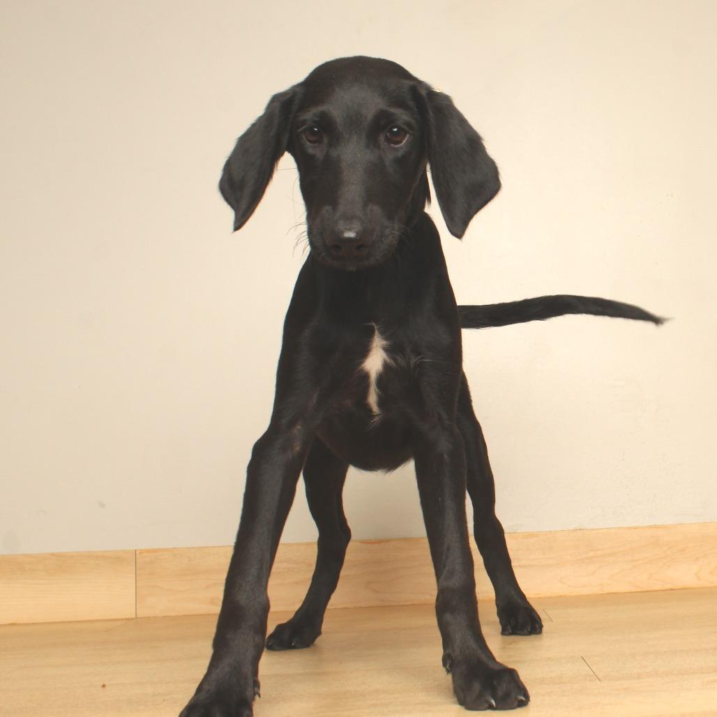 Enlarge Elia D71167, a Adoptable mixed breed in Minnetonka, MN image 2/5