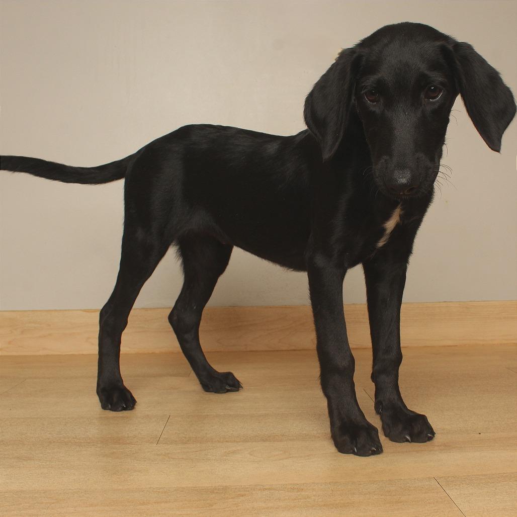Enlarge Elia D71167, a Adoptable mixed breed in Minnetonka, MN image 3/5