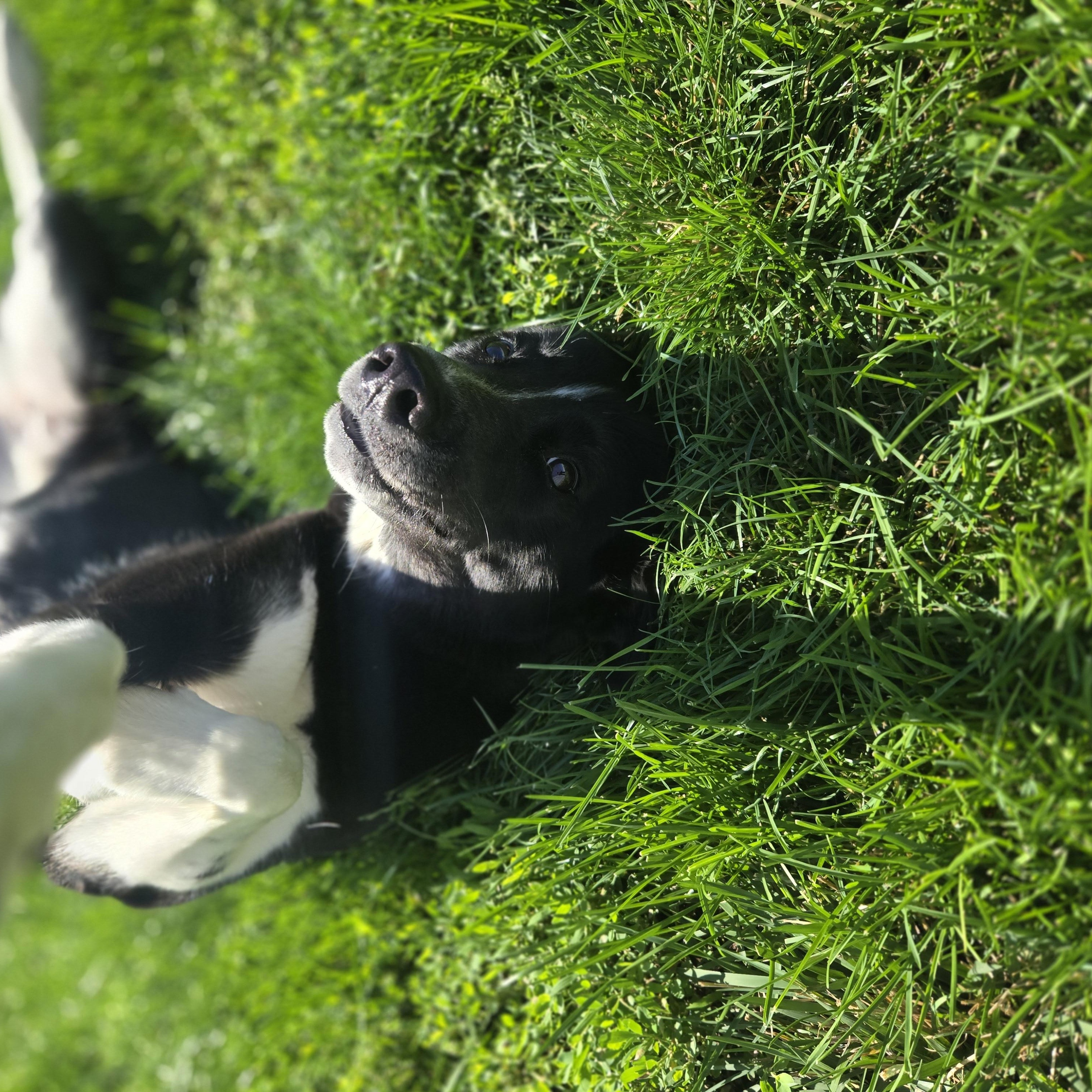 Sargento, an adopted mixed breed in Joliet, IL image 2/3