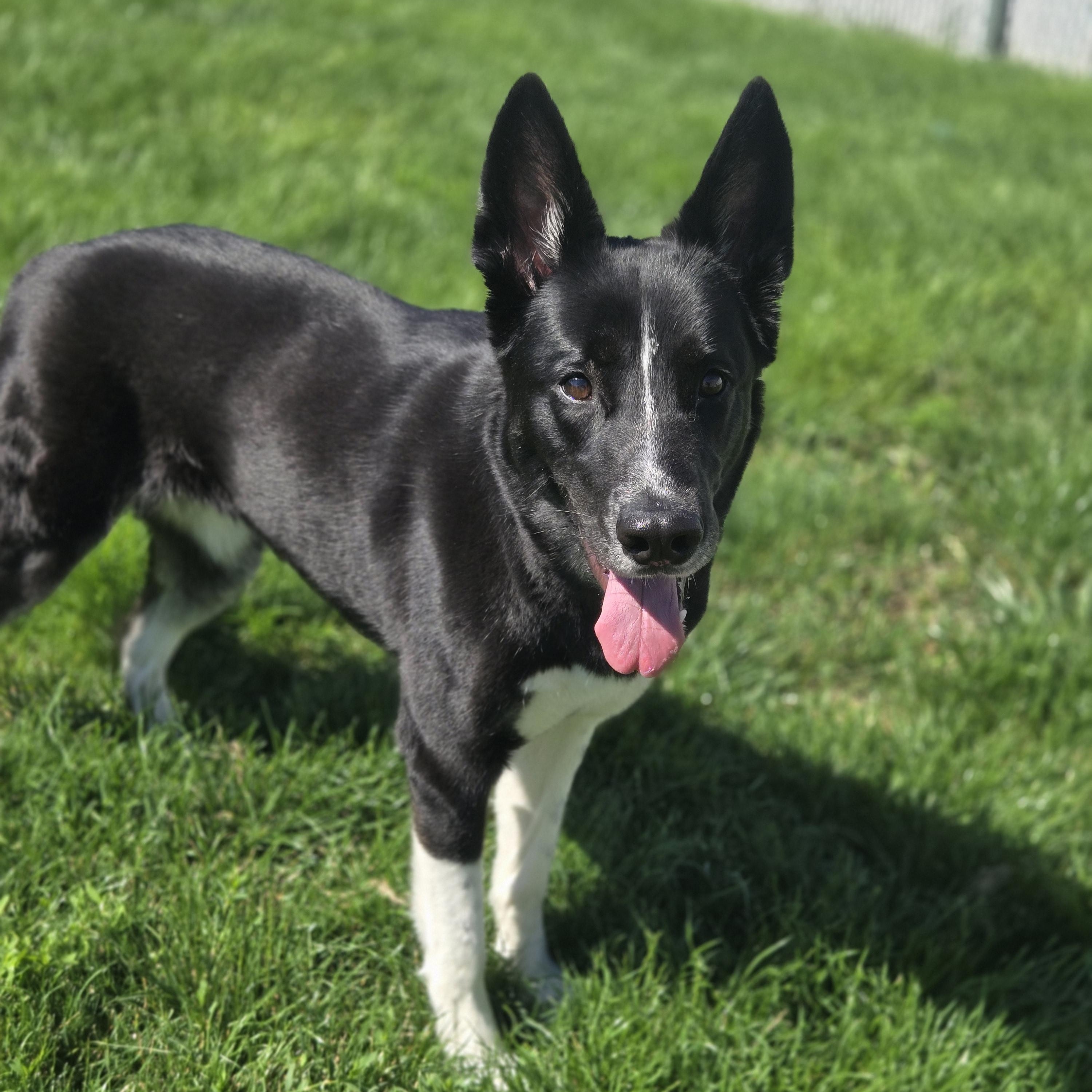 Sargento, an adopted mixed breed in Joliet, IL image 1/3