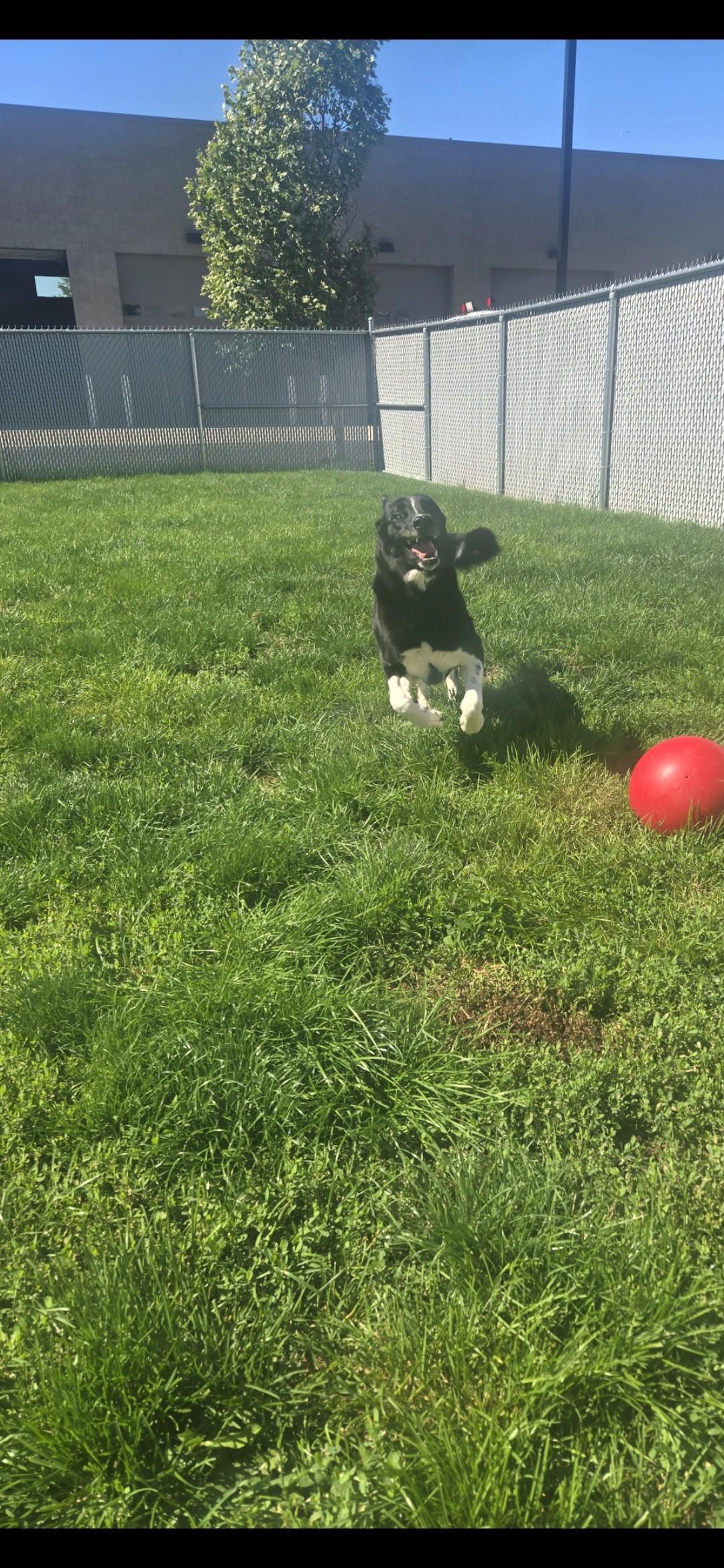 Sargento, an adopted mixed breed in Joliet, IL image 3/3