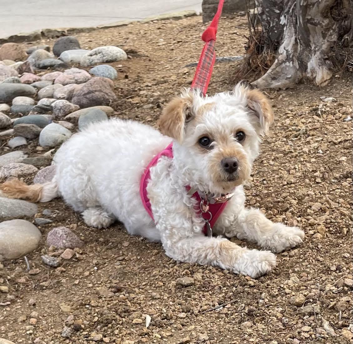 Enlarge Tilly, a ADOPTABLE Poodle (Toy) in Dallas, TX image 3/3