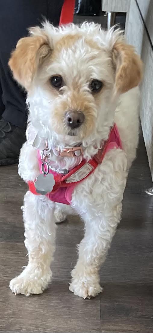 Tilly, ADOPTABLE, Young Female Poodle (Toy).