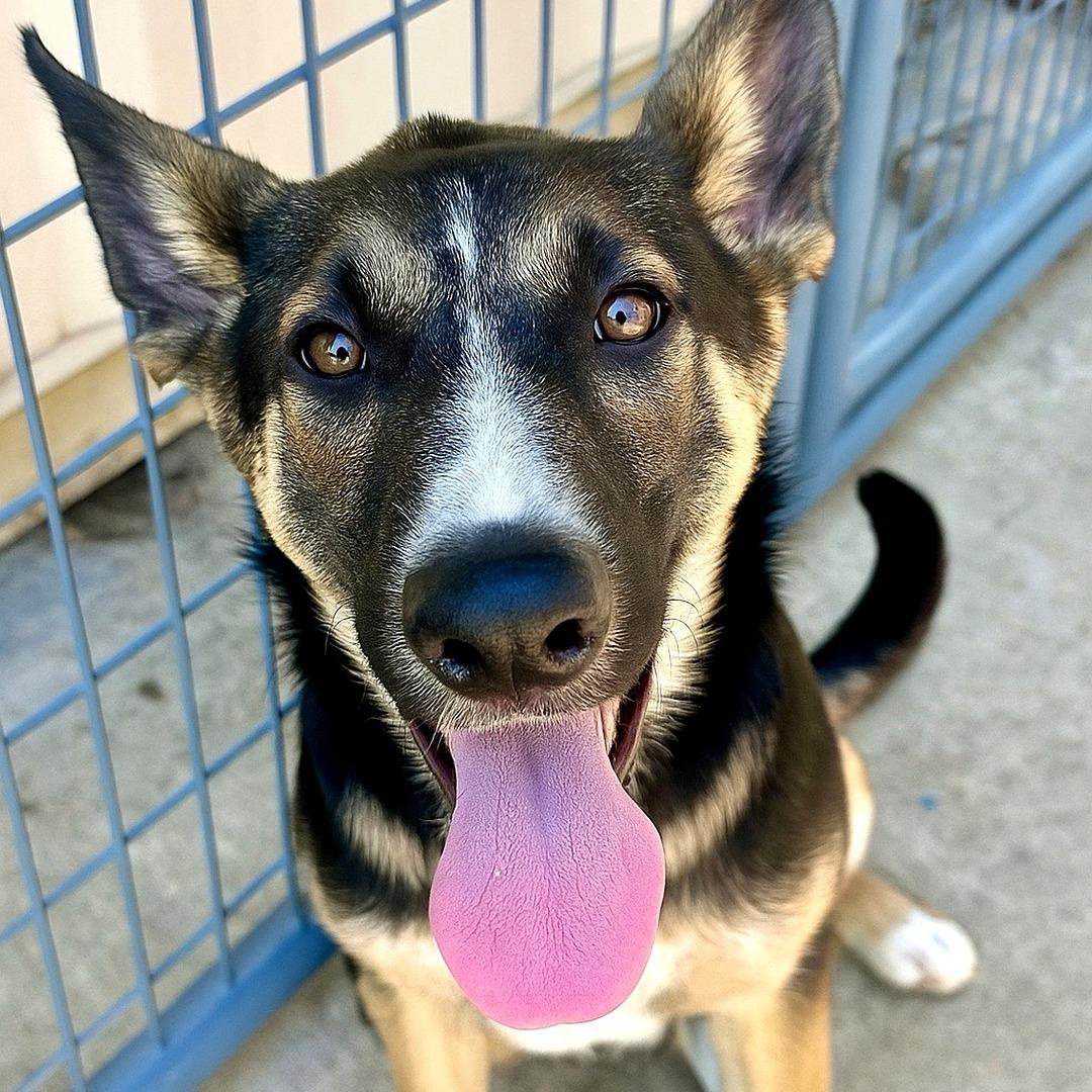 Anka, Adoptable, Young Female Mixed Breed.