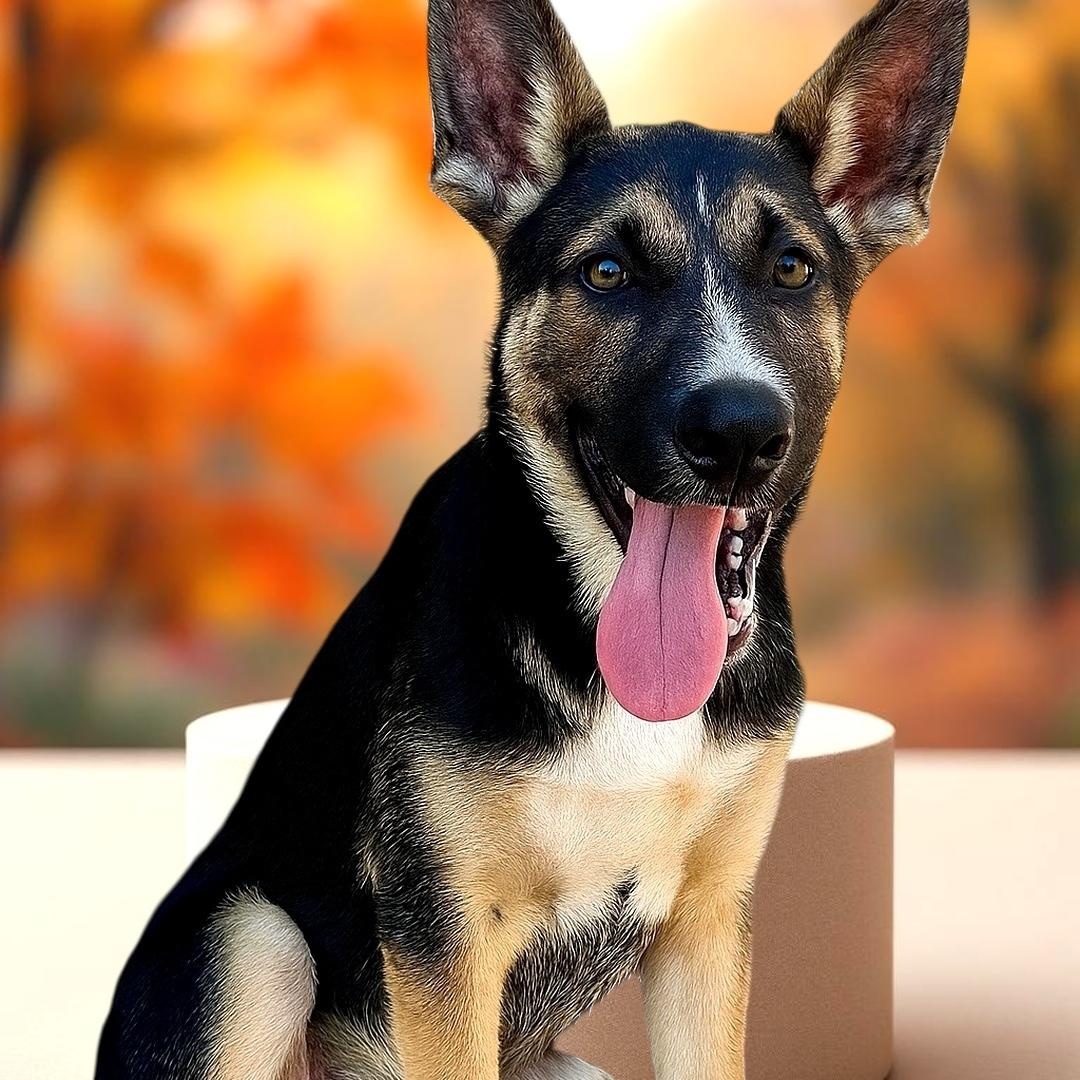 Anka, a Adoptable mixed breed in Joliet, IL image 1/4