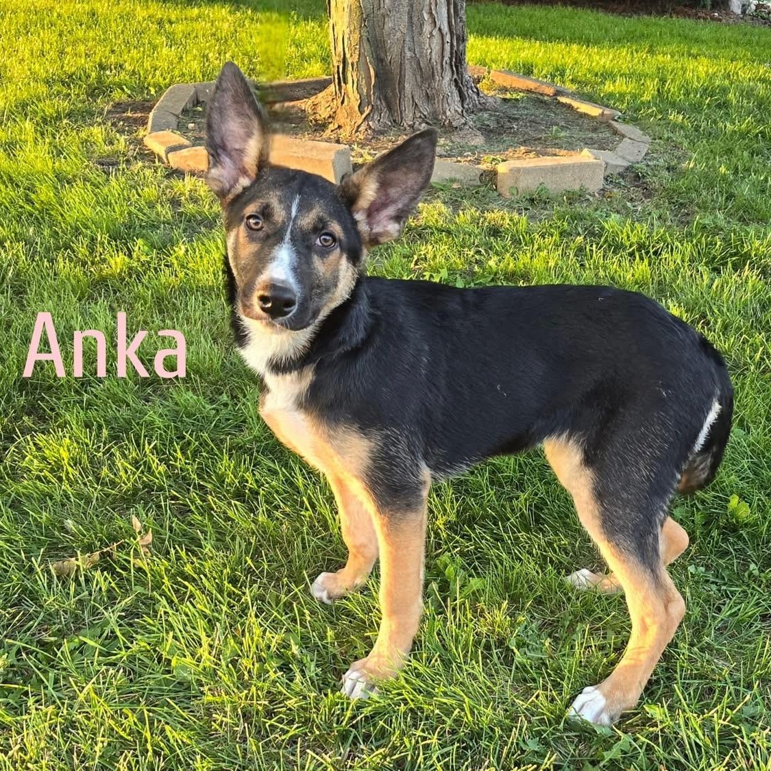 Anka, a Adoptable mixed breed in Joliet, IL image 4/4