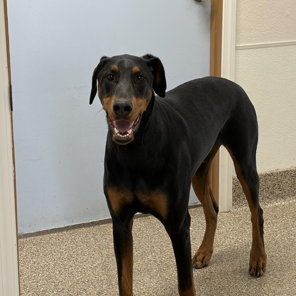 Blue, ADOPTABLE, Adult Male Doberman Pinscher.