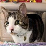 Lulu, a ADOPTABLE Domestic Short Hair in Lansing, MI image 2/4