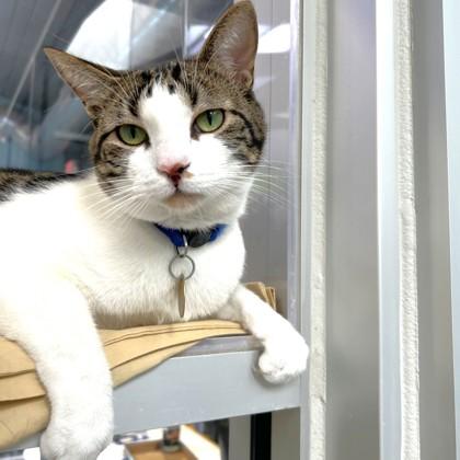 Lulu, ADOPTABLE, Adult Male Domestic Short Hair.