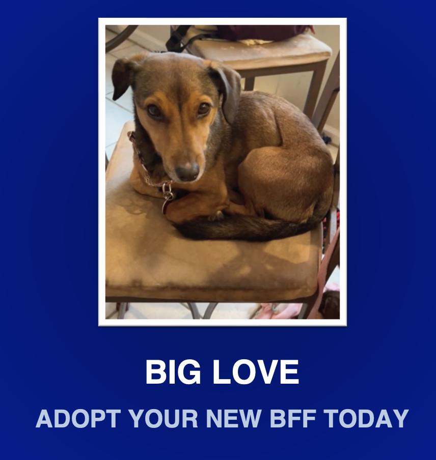 Hank, Adoptable, Young Male Dachshund.