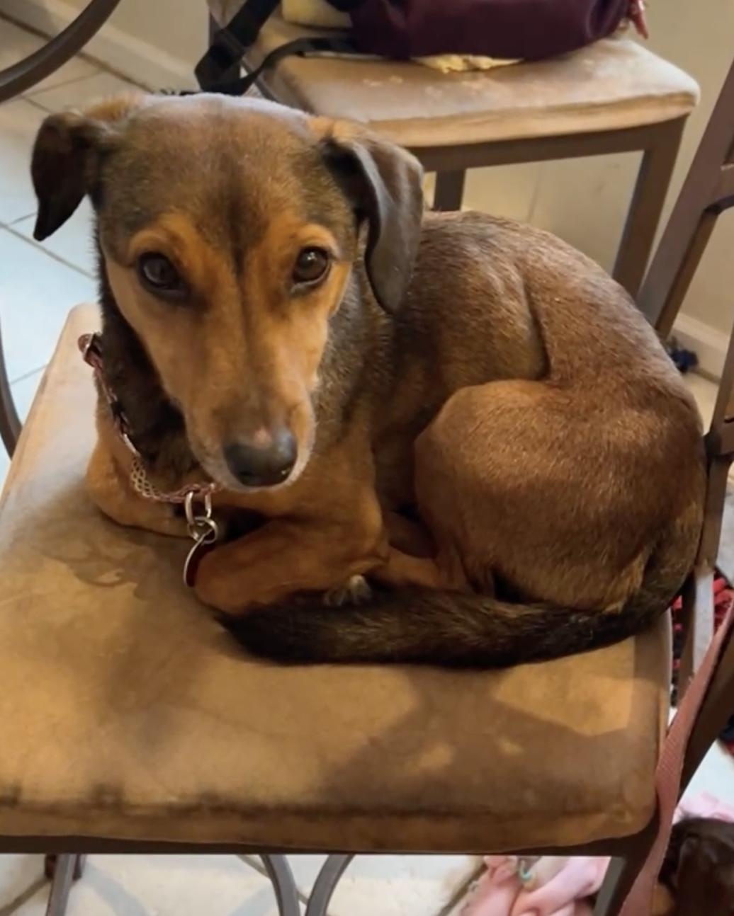 Hank, Adoptable, Young Male Dachshund.