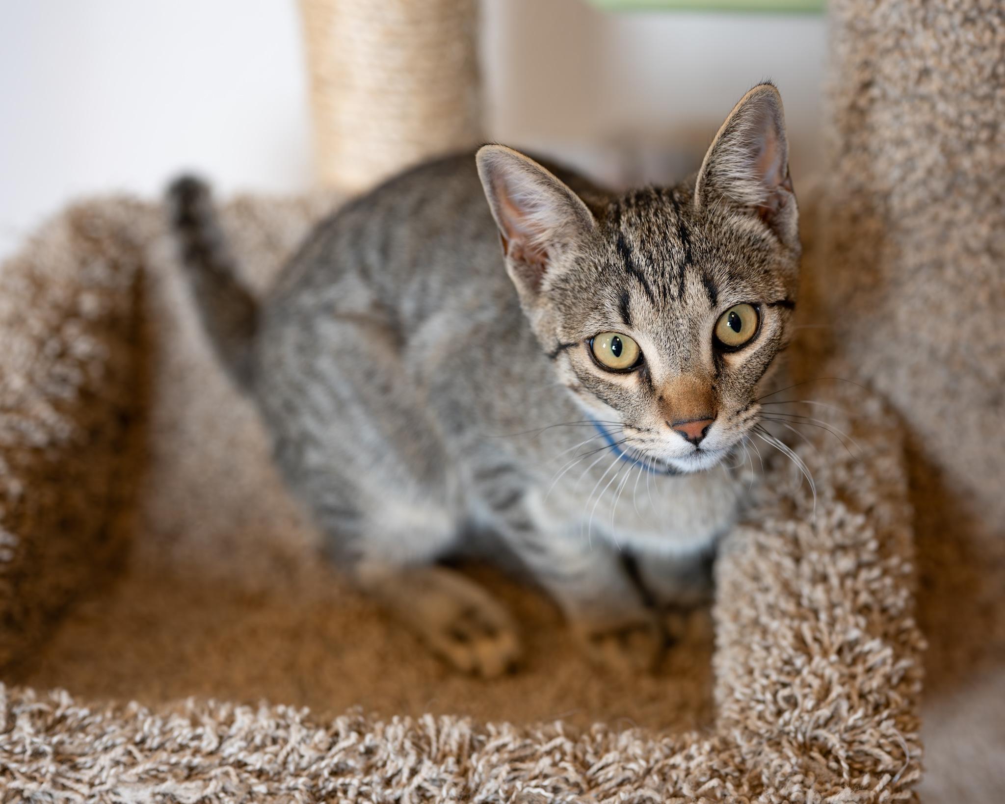 Enlarge LUCA, a Adoptable Tiger in Globe, AZ image 1/5
