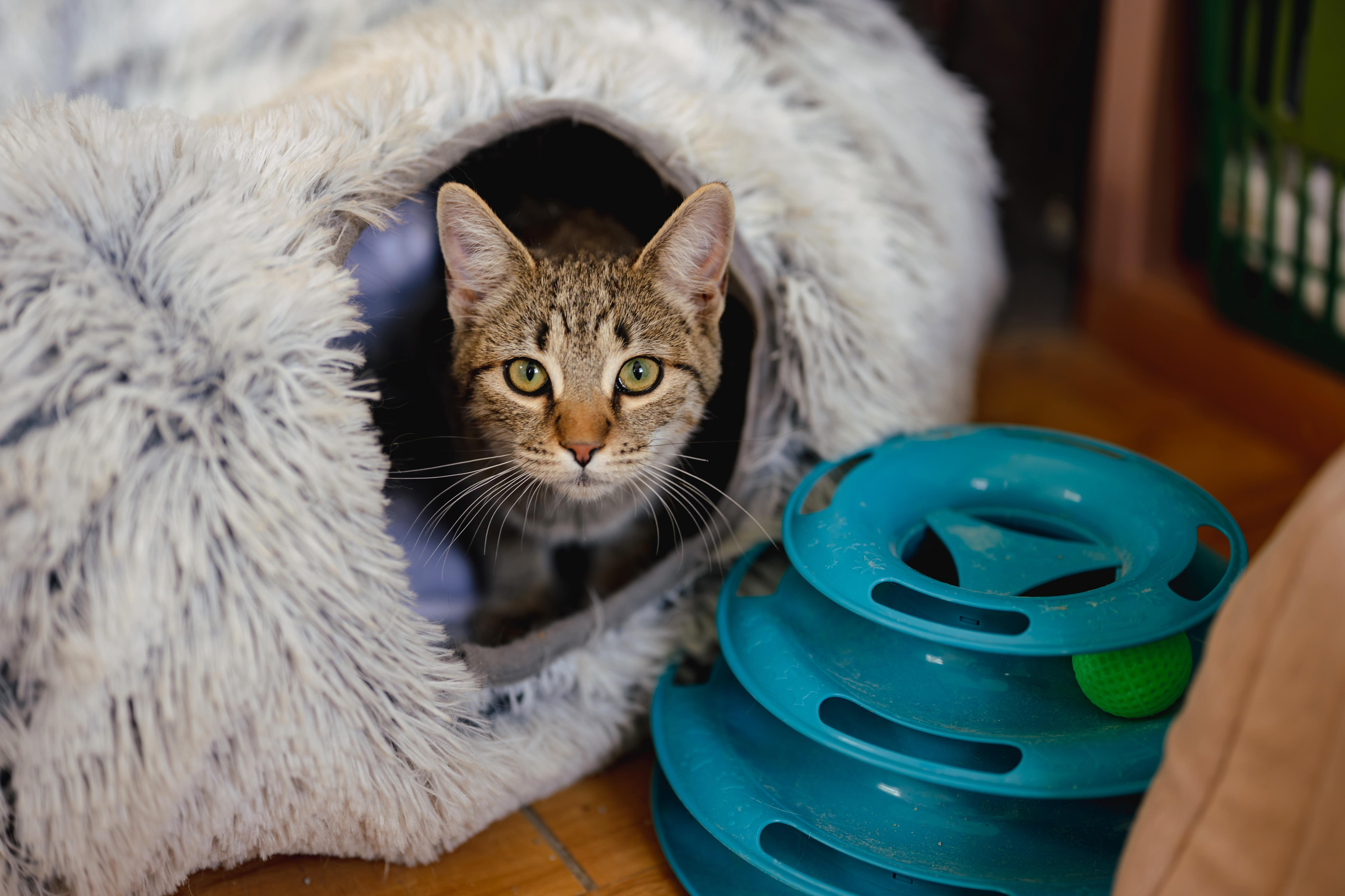 Enlarge LUCA, a Adoptable Tiger in Globe, AZ image 2/5