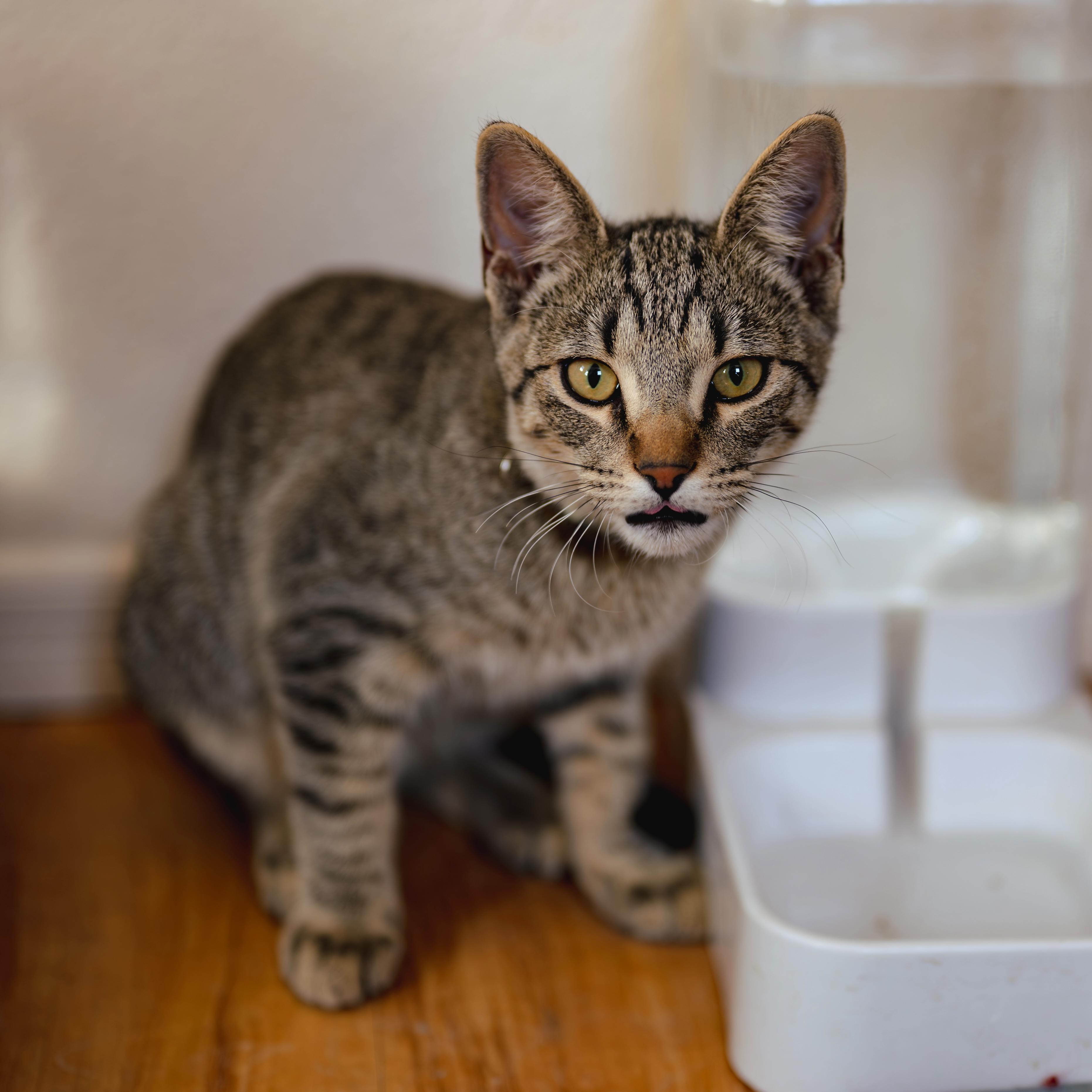 Enlarge LUCA, a Adoptable Tiger in Globe, AZ image 3/5
