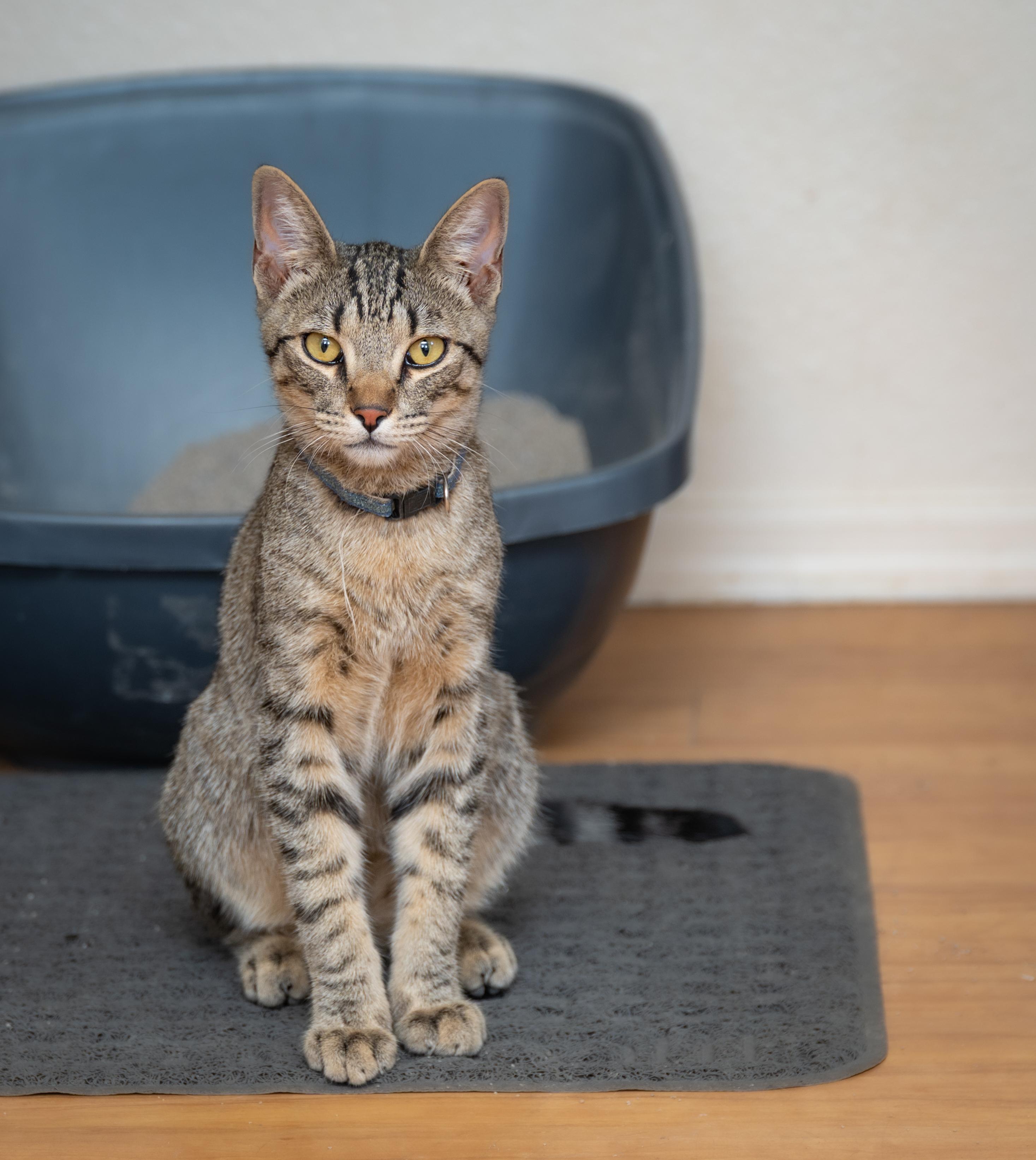 Enlarge LUCA, a Adoptable Tiger in Globe, AZ image 4/5
