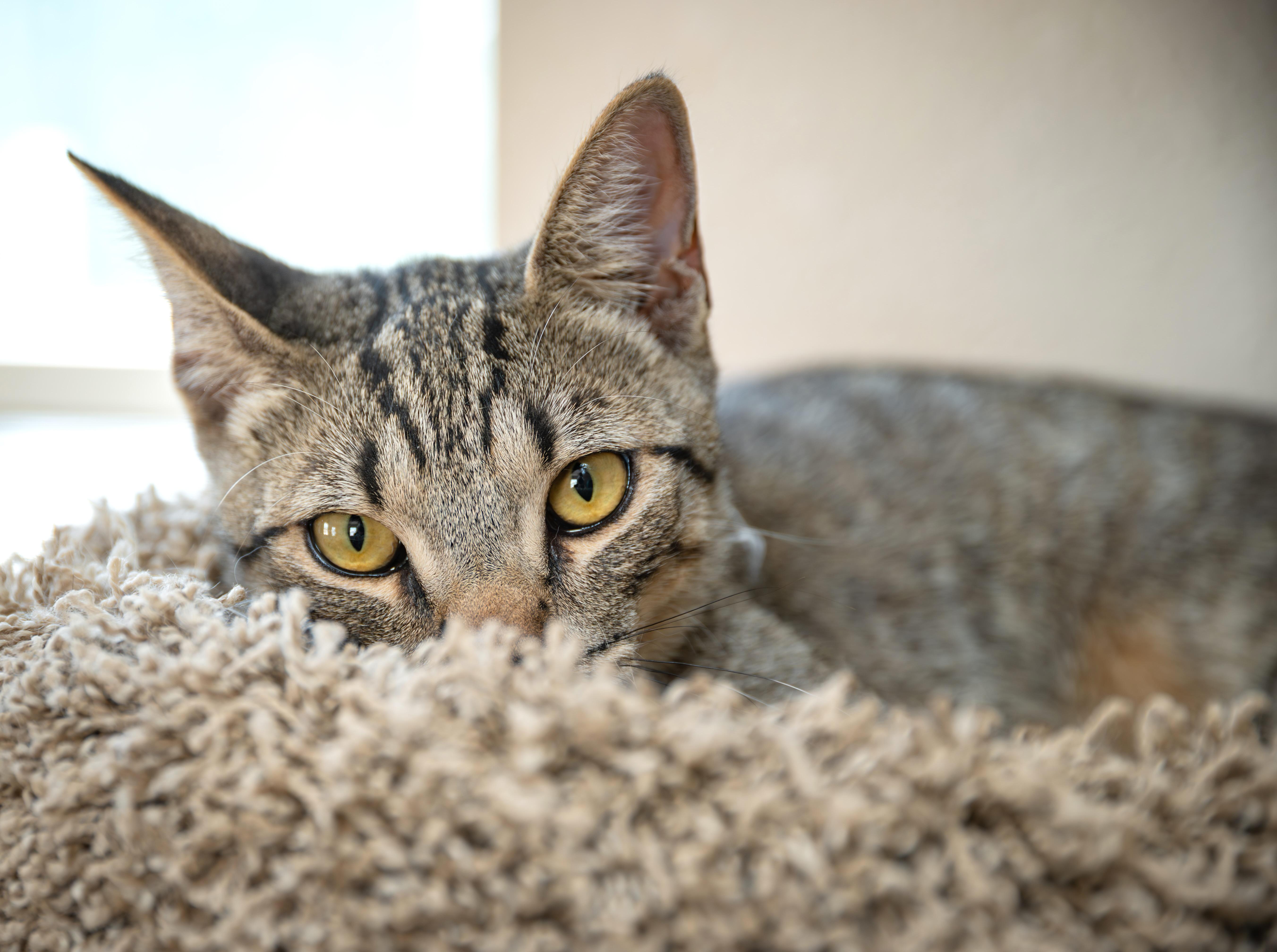 Enlarge LUCA, a Adoptable Tiger in Globe, AZ image 5/5