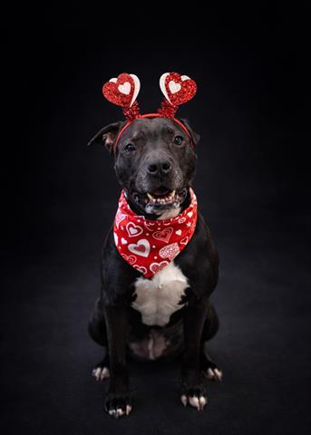 KING, Adoptable, Senior Male American Staffordshire Terrier & Mixed Breed.