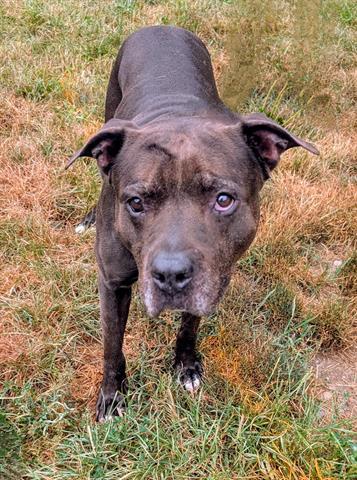 KING, Adoptable, Senior Male Pit Bull Terrier.