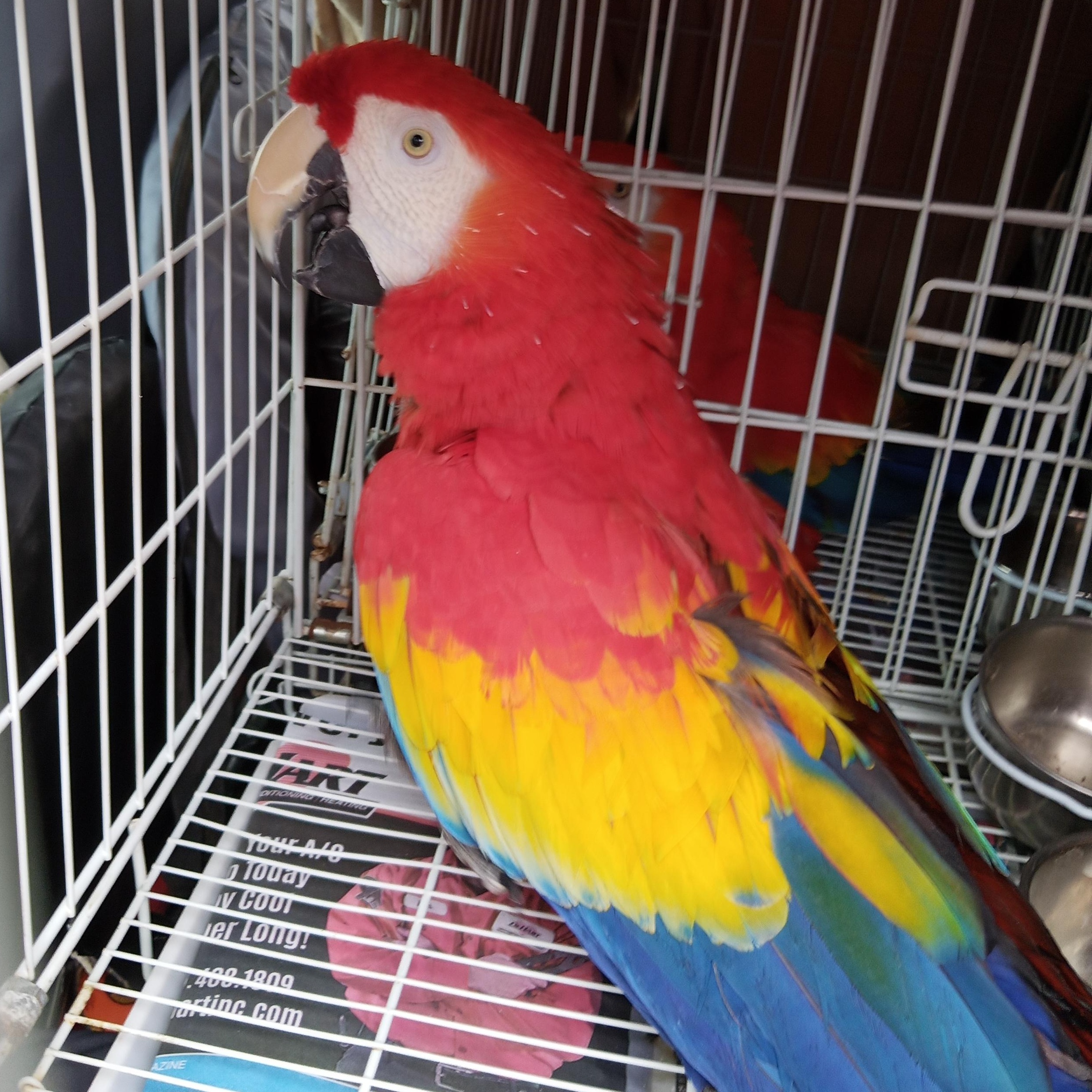 Enlarge Skarlett, a Adoptable Macaw in Modesto, CA image 2/2