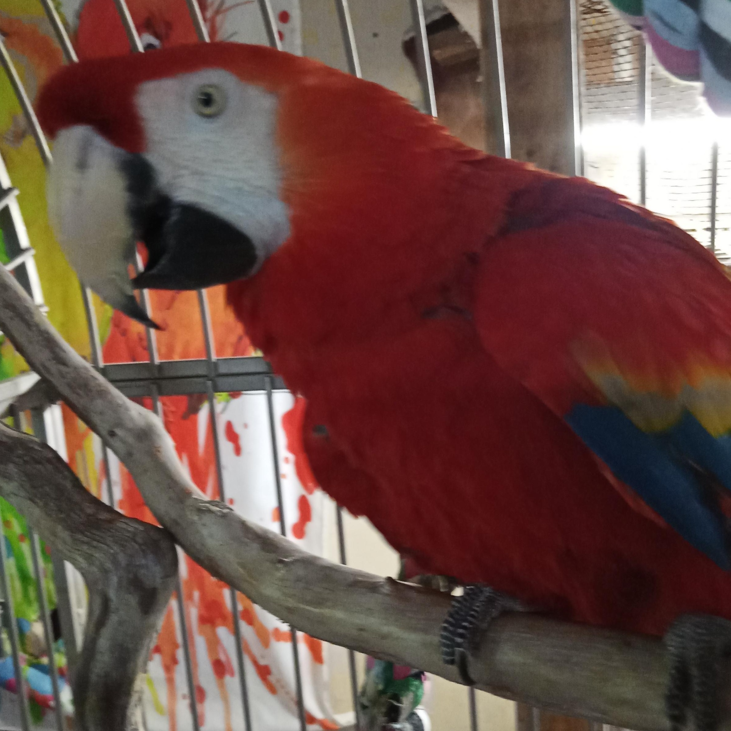Enlarge Skarlett, a Adoptable Macaw in Modesto, CA image 1/2