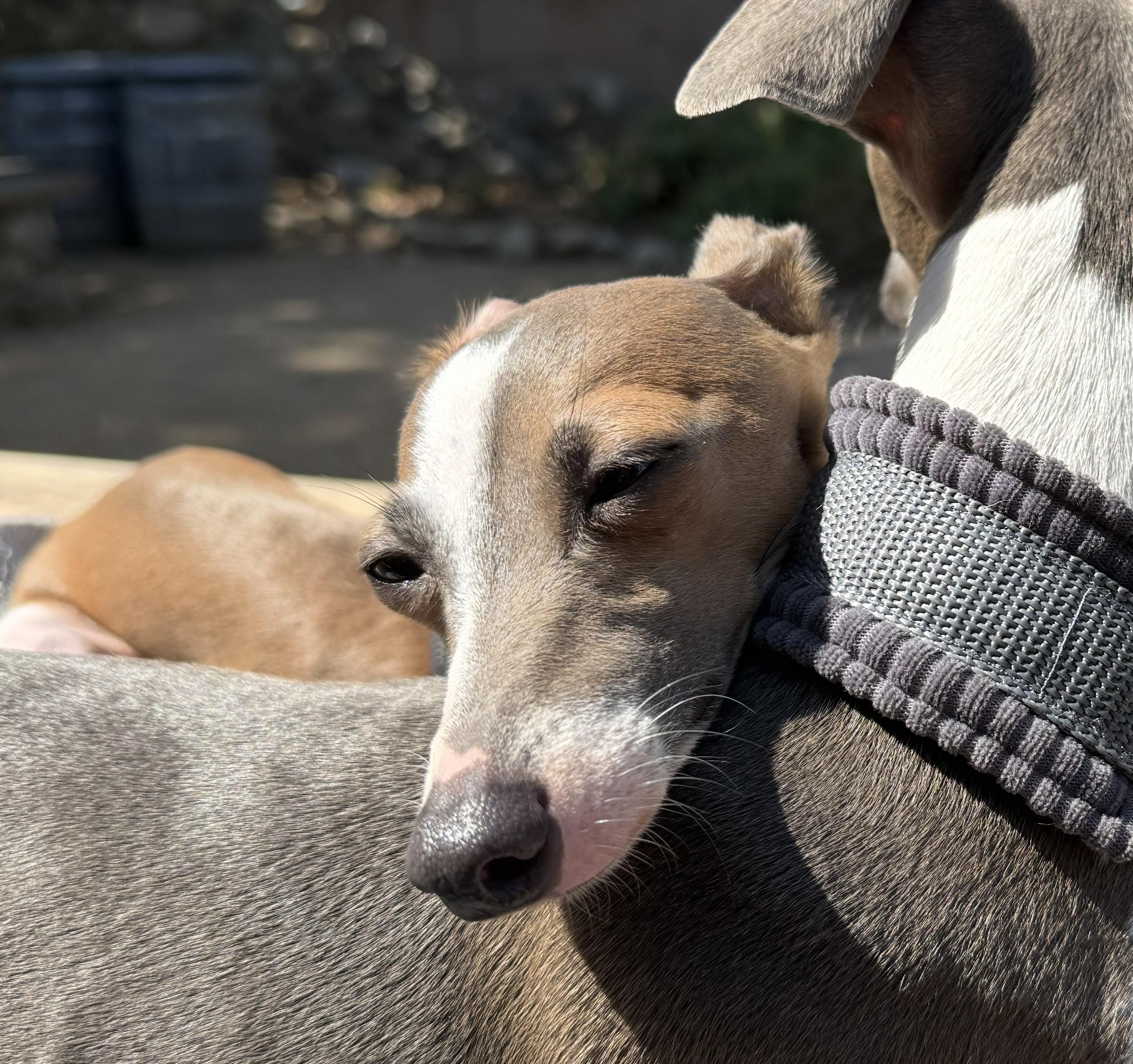 Bentley, a Adopted Italian Greyhound in Costa Mesa, CA image 2/2