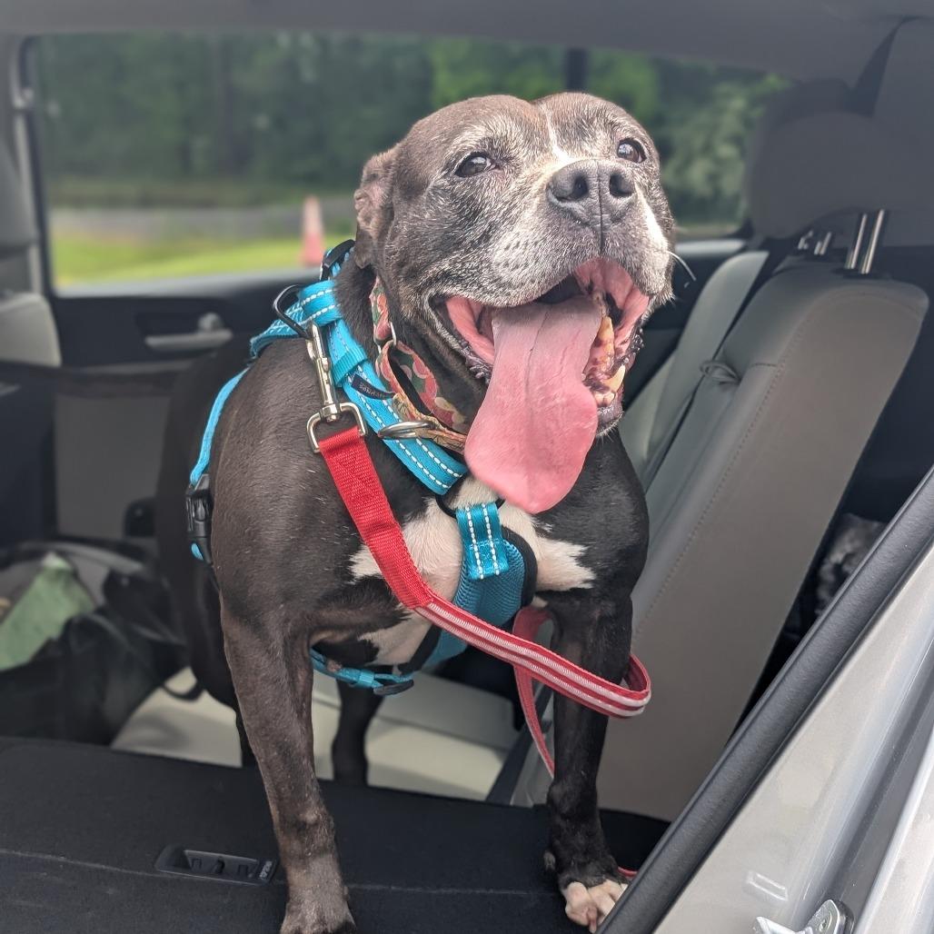 Gracie 01-1837, Adoptable, Senior Female Pit Bull Terrier.