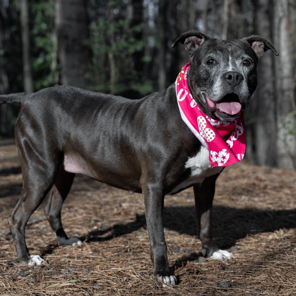 Gracie 01-1837, a Adoptable Pit Bull Terrier in Tyrone, GA image 2/5