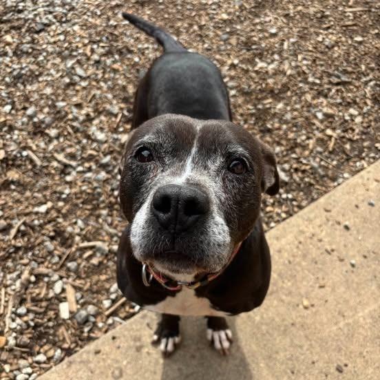 Enlarge Gracie 01-1837, a Adoptable Pit Bull Terrier in Tyrone, GA image 2/3