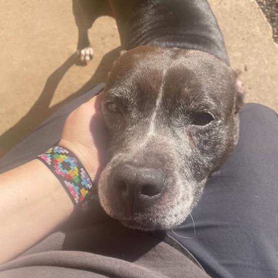 Enlarge Gracie 01-1837, a Adoptable Pit Bull Terrier in Tyrone, GA image 3/3