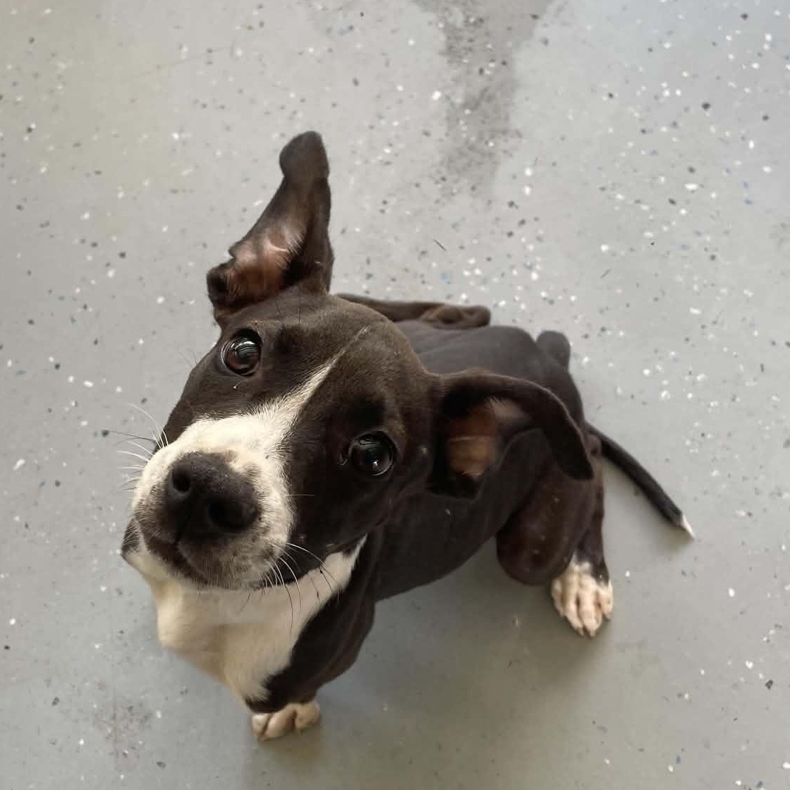 Kermit, a ADOPTABLE Pit Bull Terrier in Bishopville, SC image 2/2