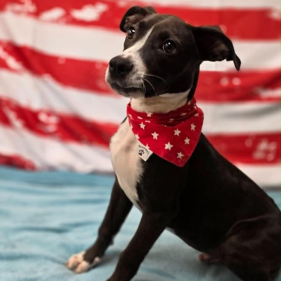Kermit, a ADOPTABLE Pit Bull Terrier in Bishopville, SC image 1/2