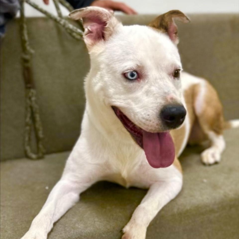 Luna-A Sweet and Playful Pup